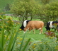 Church Farm Cottage, Church Farm - gallery - picture 