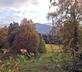 Rose Cottage, Dunalastair Estate - Gallery - picture 