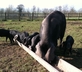 Long Crendon Manor - gallery - picture 