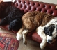 Long Crendon Manor - gallery - picture 