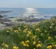 Ursula's Garden - Gallery - picture 