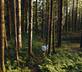 Wild Hamatethy - Gallery - picture 