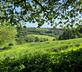 Affeton Barton - Gallery - picture 