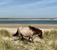 Cornwallis - Gallery - picture 