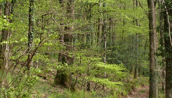 Horry Mill - Gallery
