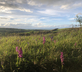 Little Wing at Ritson Barton Farm - Gallery - picture 