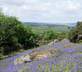 The Barn, Easdon Cottage - Gallery - picture 