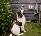 The Batman's Summerhouse - Gallery - picture 