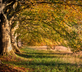 Blackbird Cottage - Gallery - picture 