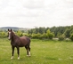 Whites Ground - Gallery - picture 