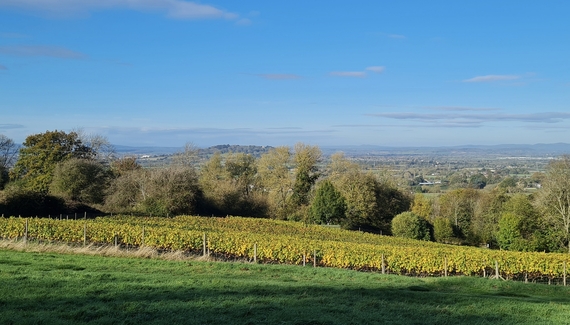 Dryhill Vineyard Cottage - Gallery