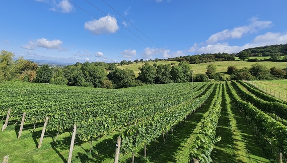 Dryhill Vineyard Cottage - Gallery