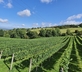 Dryhill Vineyard Cottage - Gallery - picture 