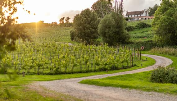 Three Choirs Vineyards - Gallery