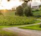 Three Choirs Vineyards - Gallery - picture 