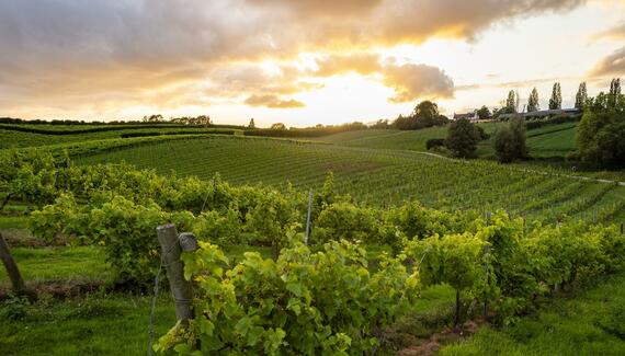 Three Choirs Vineyards - Gallery