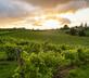 Three Choirs Vineyards - Gallery - picture 