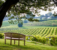 Three Choirs Vineyards - Gallery - picture 