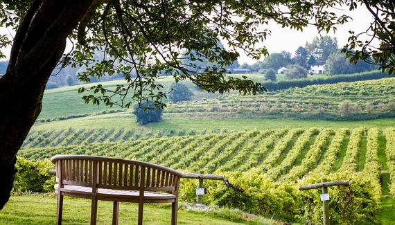 Three Choirs Vineyards - Gallery