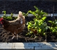 Tudor Farmhouse Hotel - Gallery - picture 
