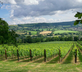 Woodchester Valley Vineyard Barns - Gallery - picture 