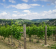 Woodchester Valley Vineyard Barns - Gallery - picture 