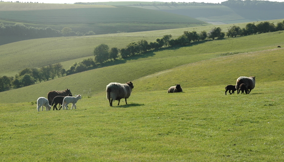 South Downs Eco Lodge - Gallery