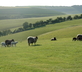 South Downs Eco Lodge - Gallery - picture 