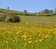 The Nevill Arms - Gallery - picture 