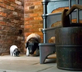 129 Didsbury - Gallery - picture 