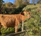 Margaret's Cottage - Gallery - picture 