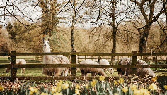 The Goat Shed - Gallery