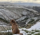 The Willow - Gallery - picture 