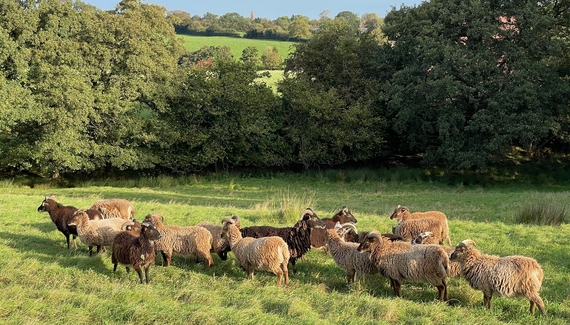 Middle Farm & Cottages - Daisy’s Place - Gallery