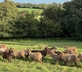 Middle Farm & Cottages - Daisy’s Place - Gallery - picture 