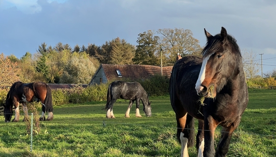 Middle Farm & Cottages - The Barn - Gallery