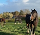 Middle Farm & Cottages - The Barn - Gallery - picture 