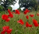 The Isle - Gallery - picture 
