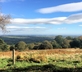 The Pheasant at Neenton - Gallery - picture 