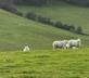 Botley Hill Farmhouse - Gallery - picture 
