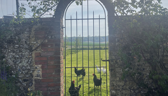 Crows Hall Farm - Gallery