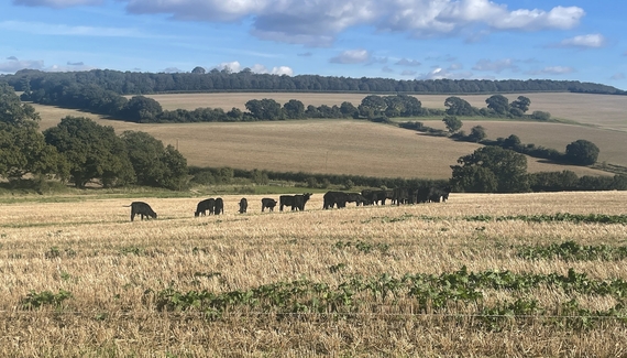 Crows Hall Farm - Gallery