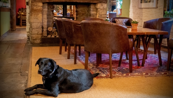 The Red Lion - Gallery