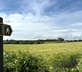 The Old Swan - Gallery - picture 
