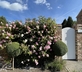 Pear Tree House - Gallery - picture 