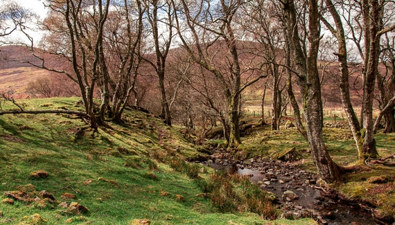 Colmeallie Bothy - Gallery