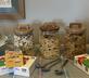 Sheiling - Gallery - picture 