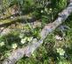 Sheiling - Gallery - picture 