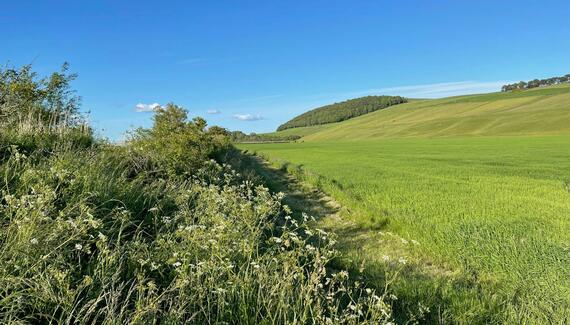 Old Parkhill Cottage at Hyrneside - Gallery