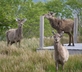Badan Mhugaidh - Iasgair - Gallery - picture 